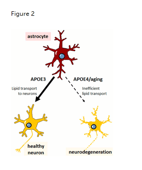 APOE4 gene effect