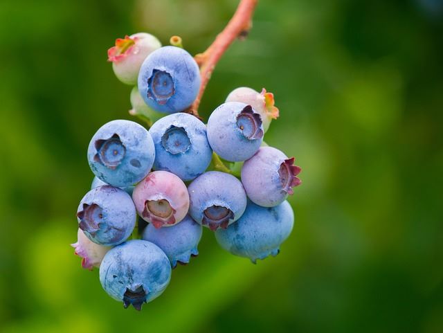 Nutrition and Hydration in Alzheimer's Care