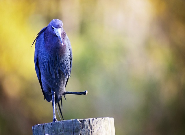 Treatment Strategies for Bed Sores