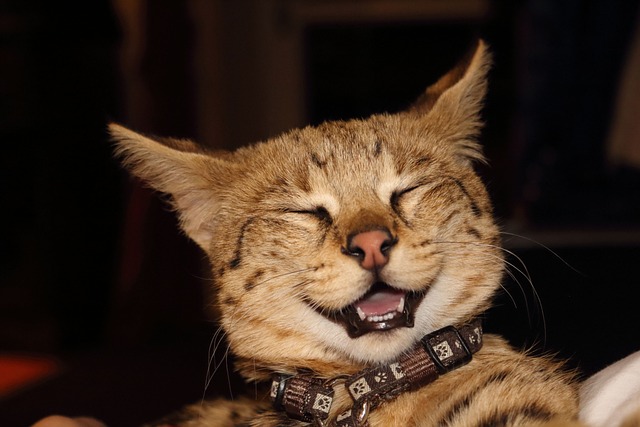 Laughing Cat