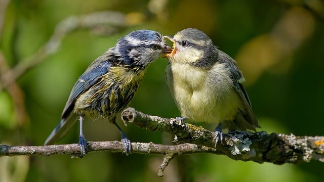 Feeding Dementia Patients